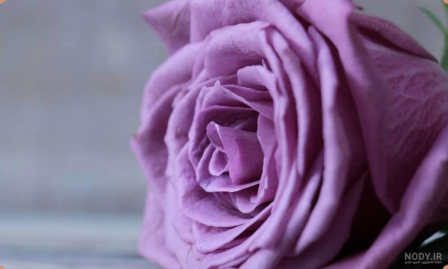 طرح های گرافیکی و لایه باز گل رز | صفحه ۲ از ۱۷ | تیک طرح مرجع گرافیک ایران طرح های گرافیکی و لایه باز گل رز | صفحه ۲ از ۱۷ | تیک طرح مرجع گرافیک ایران
