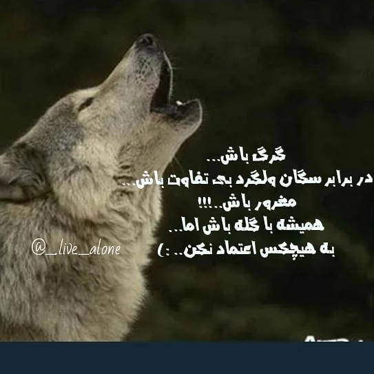 عکس تصویر زمینه گرگ عکس تصویر زمینه گرگ