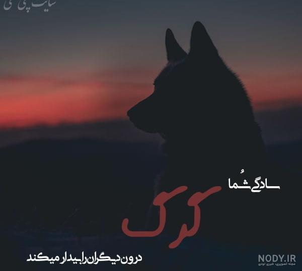 عکس گرگ خفن برای پروفایل ❤️ [ بهترین تصاویر ]