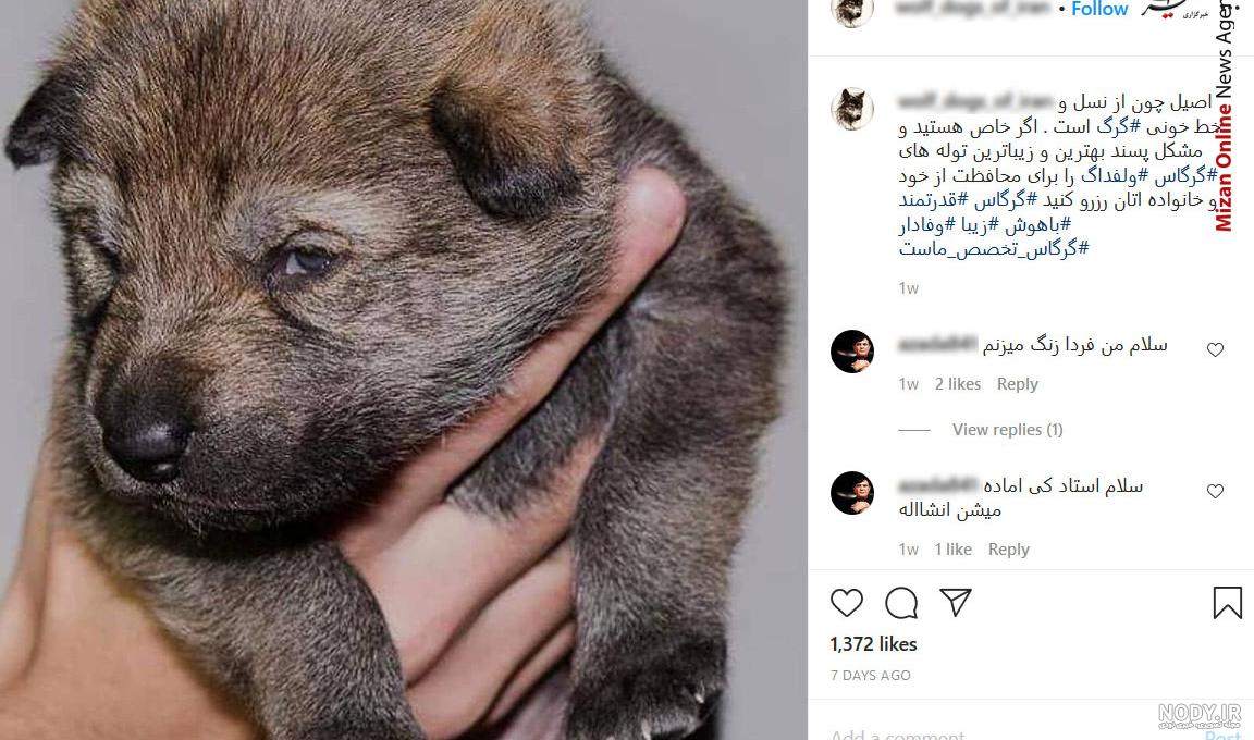 عکس گرگ سفید برای پروفایل عکس گرگ سفید برای پروفایل