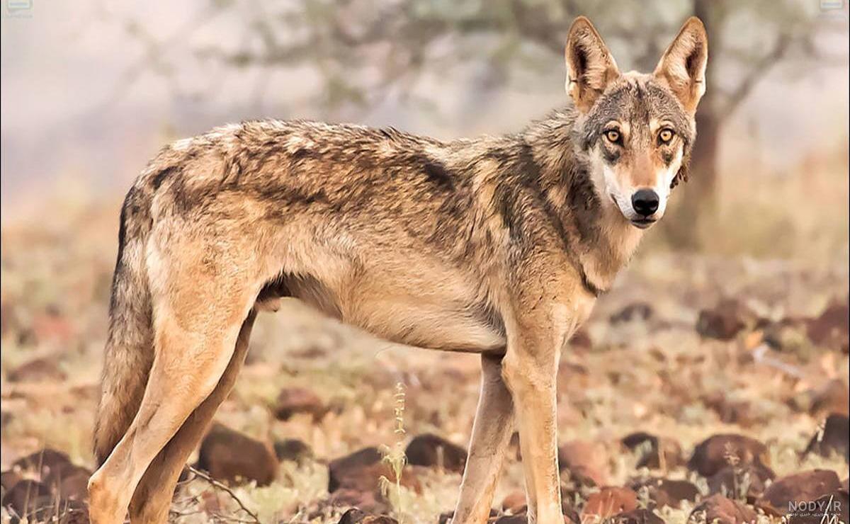 عکس گرگ سفید خوشگل عکس گرگ سفید خوشگل