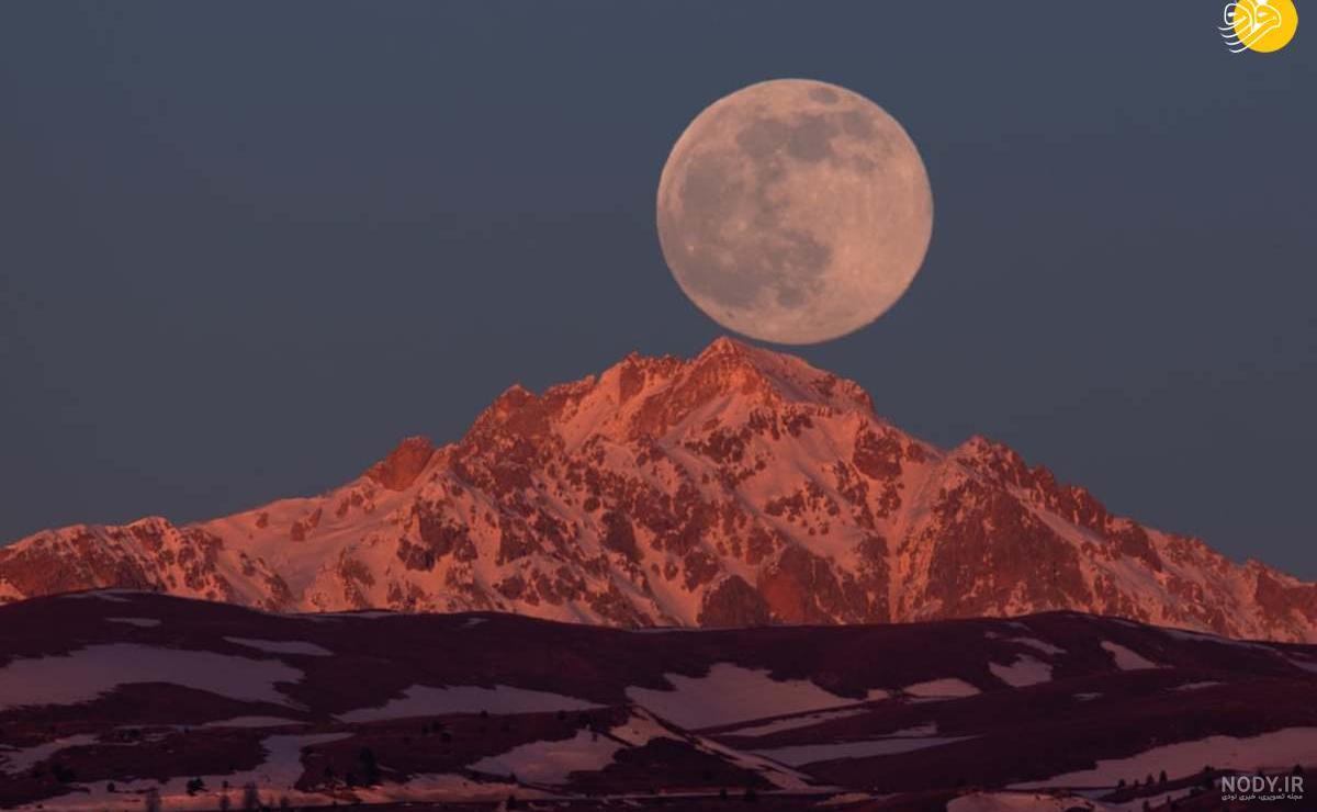 عکس گرگ در شب مهتابی - عکس نودی