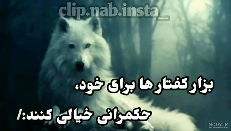 عکس گرگ متن دار خفن