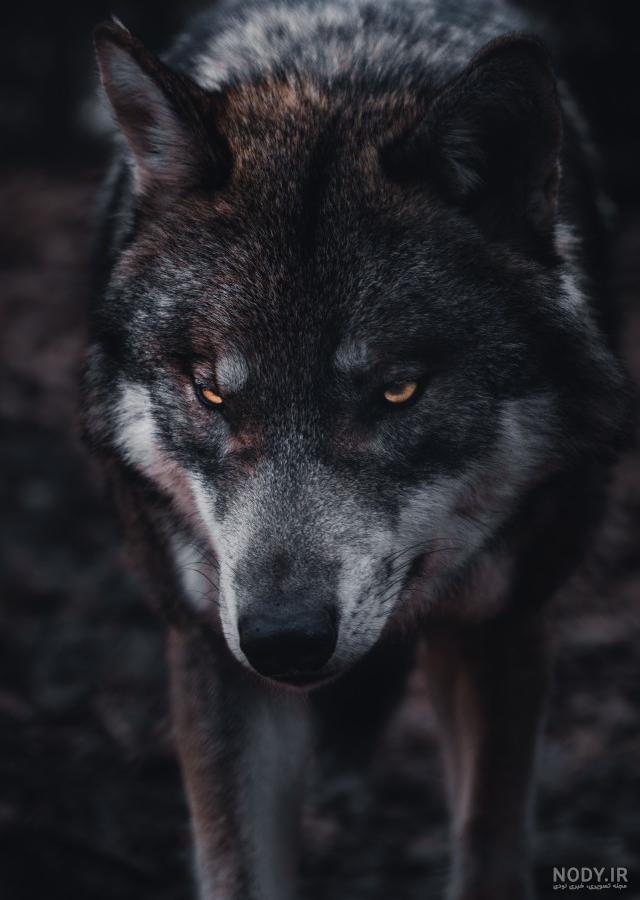 عکس گرگ وحشی hd