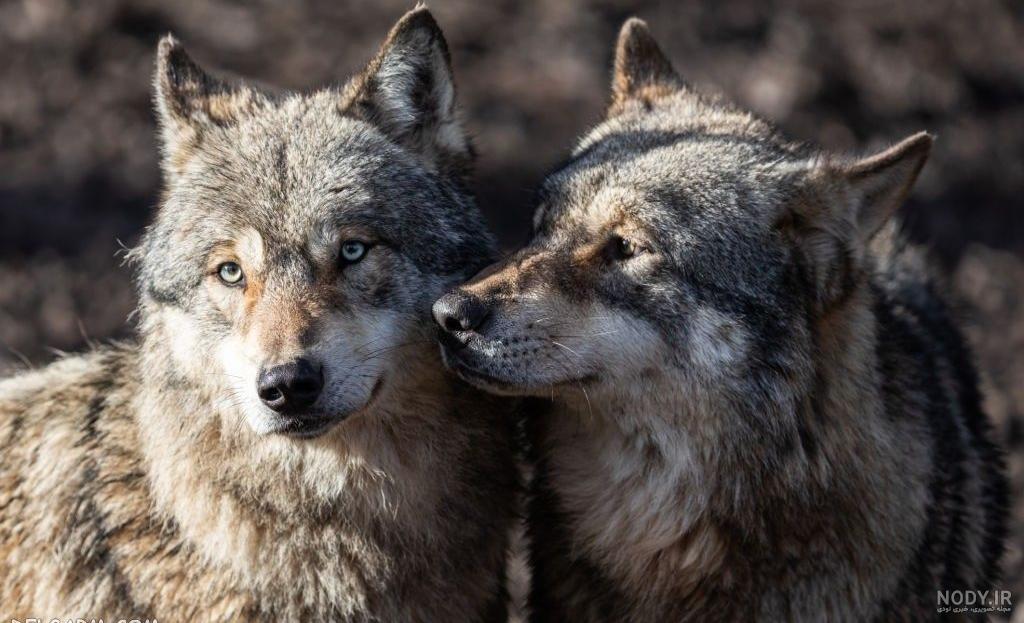 عکس گرگ🐺دانلود بهترین عکسهای گرگ وحشی با کیفیت 4k