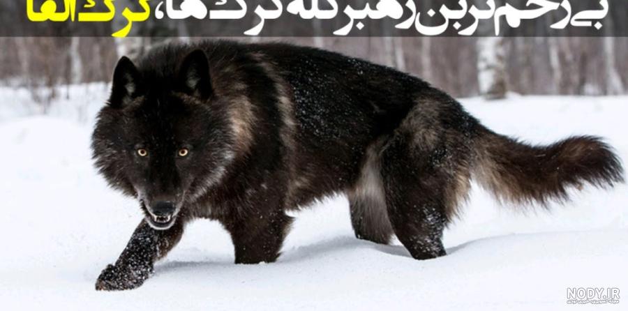 عکس گرگینه آلفا