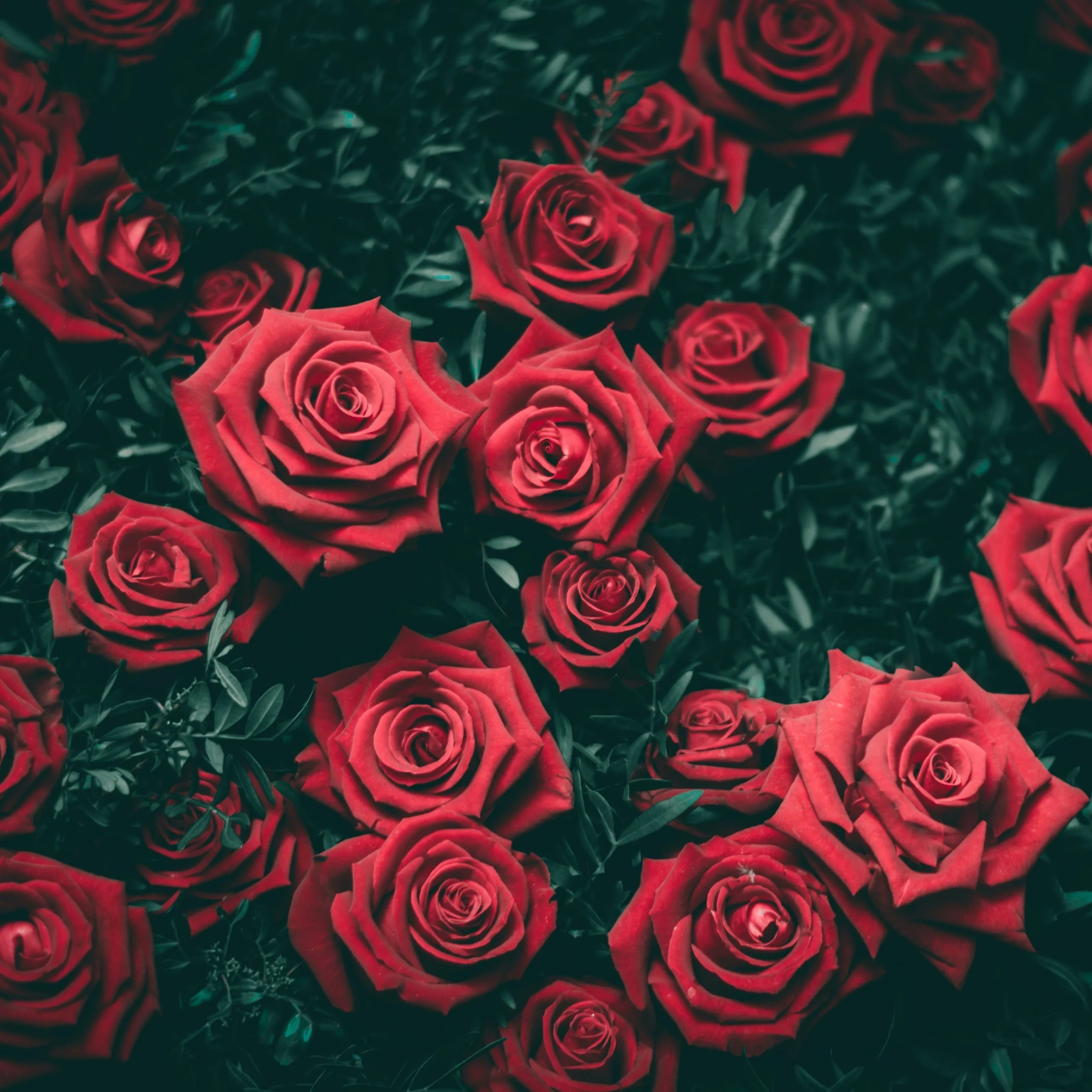 عکس گل رز برای پروف