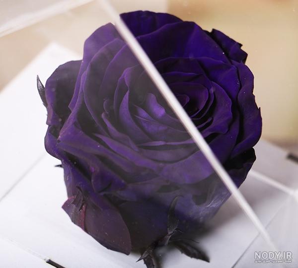 عکس گل رز بنفش مخملی عکس گل رز بنفش مخملی