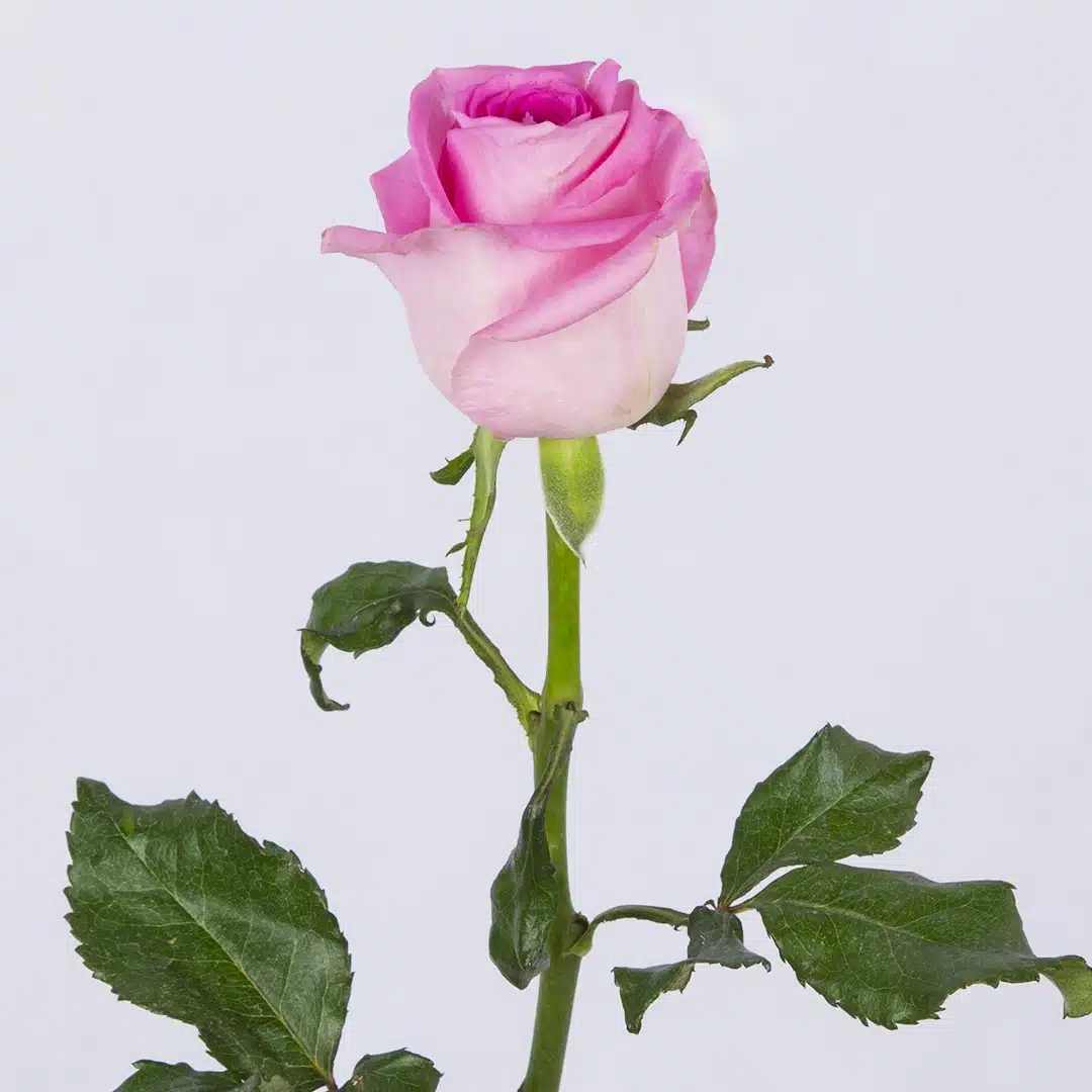 عکس گل رز تو ماشین عکس گل رز تو ماشین
