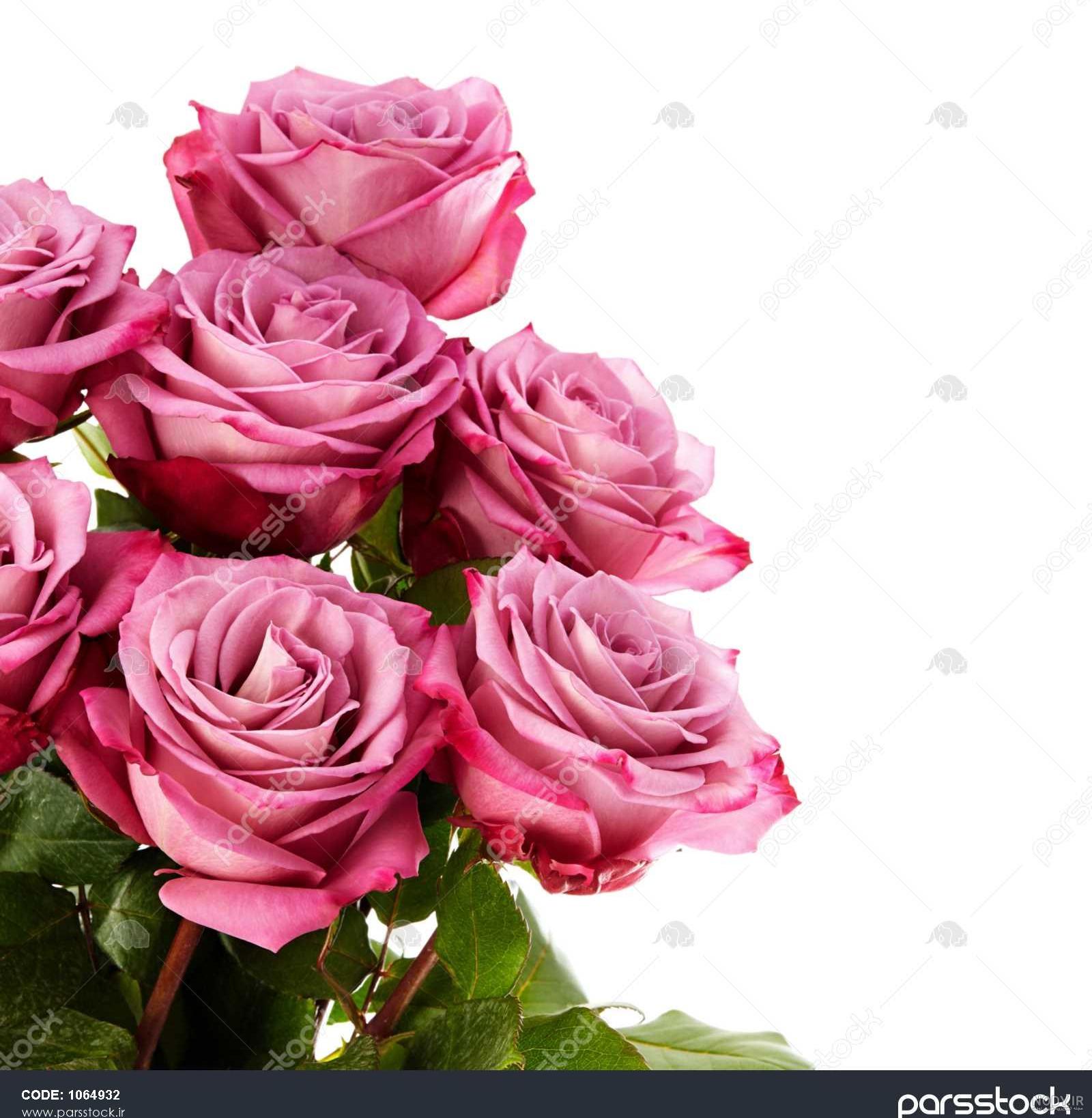 عکس گل رز های زیبا و جالب بنفش برای پروفایل با کیفیت بالا عکس گل رز های زیبا و جالب بنفش برای پروفایل با کیفیت بالا