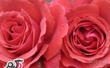 عکس گل رز زیبا و خاص برای پروفایل جدید