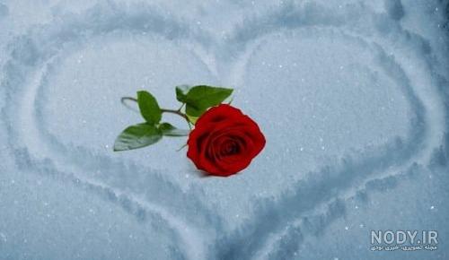 عکس گل رز سفید برای پروفایل عکس گل رز سفید برای پروفایل
