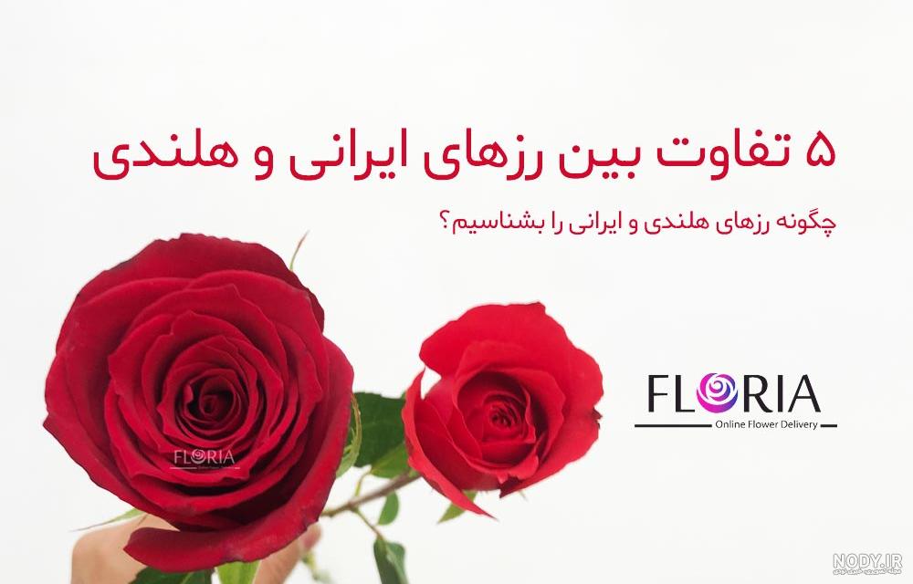 عکس گل رز قرمز ایرانی عکس گل رز قرمز ایرانی
