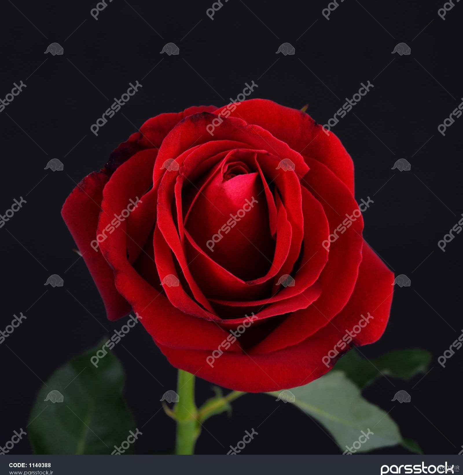 عکس گل رز پس زمینه عکس گل رز پس زمینه
