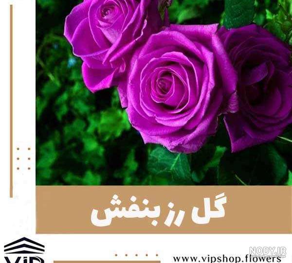عکس یک شاخه گل بنفش عکس یک شاخه گل بنفش