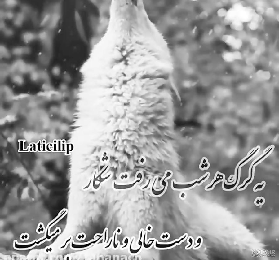 متن سنگین درباره گرگ با جملات و اشعار خاص در مورد گرگ متن سنگین درباره گرگ با جملات و اشعار خاص در مورد گرگ