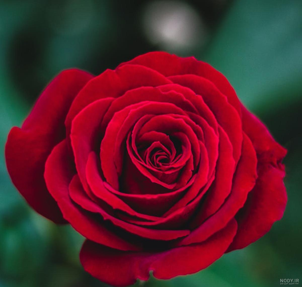 گل فروشی گلبیشه 🌹 خرید رز جاودان | رز جاودان بنفش | قیمت رز جاودان | رز ماندگار گل فروشی گلبیشه 🌹 خرید رز جاودان | رز جاودان بنفش | قیمت رز جاودان | رز ماندگار