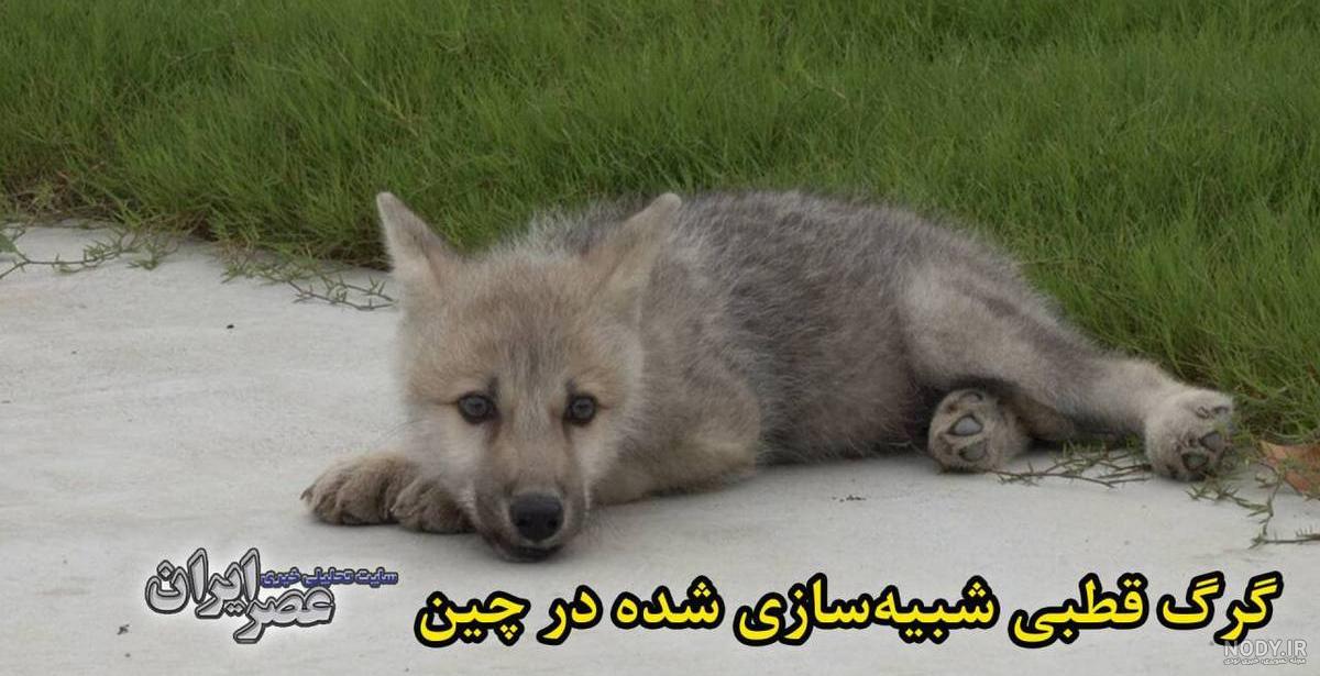 ۱۱ واقعیت جالب در مورد گرگ‌ها که هرگز نمی‌دانستید!