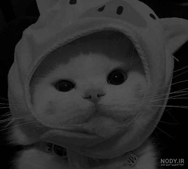 بیو گربه تاو بیو