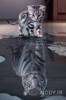 بیو گربه تاو بیو