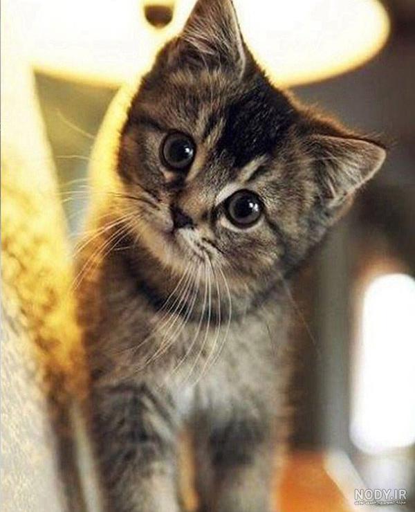 بیو گربه تاو بیو