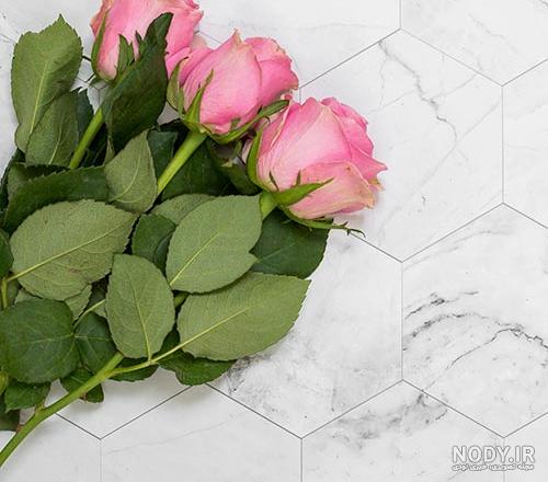 25 عکس گل رز قرمز عاشقانه برای پروفایل + رز قرمز نشانه چیست؟ 25 عکس گل رز قرمز عاشقانه برای پروفایل + رز قرمز نشانه چیست؟