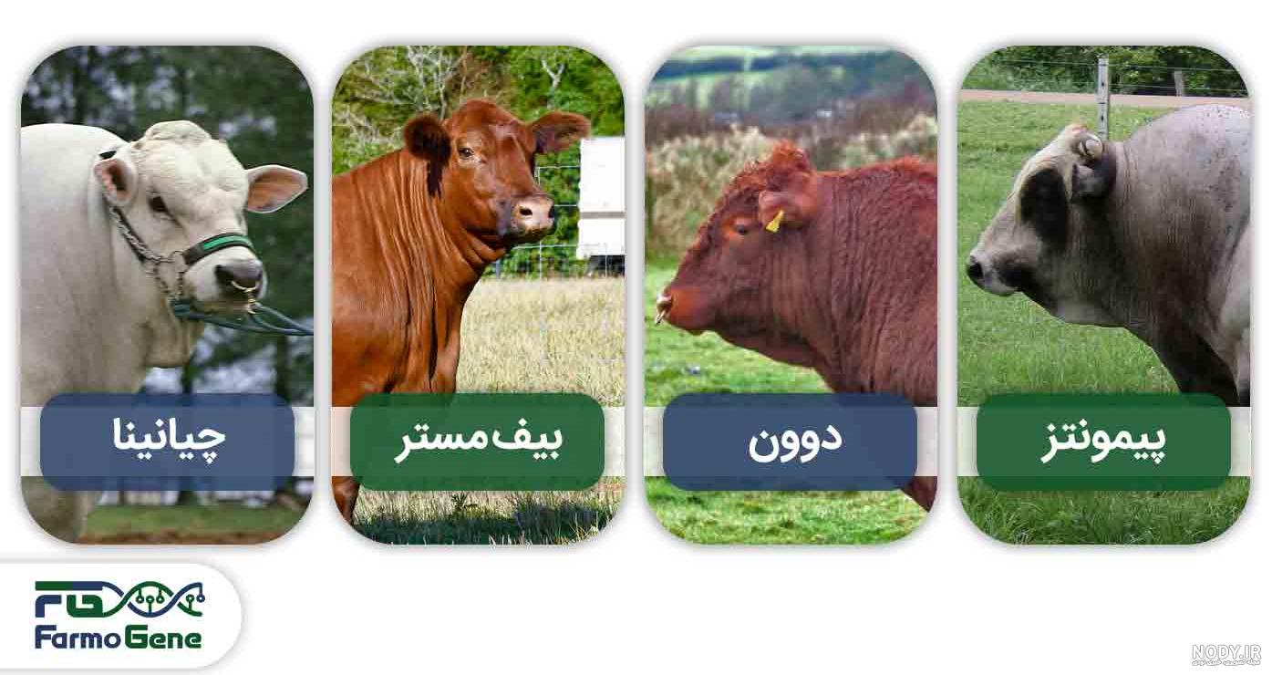 آشنایی با نژاد گاو هلشتاین آشنایی با نژاد گاو هلشتاین