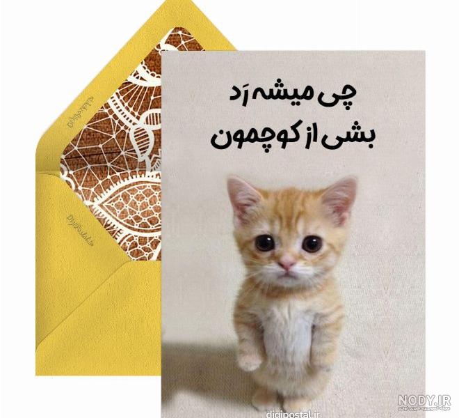 این گربه ها اشک آدم را در می آورند! این گربه ها اشک آدم را در می آورند!