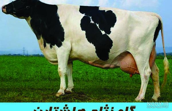 بلندترین گاو دنیا مُرد +عکس