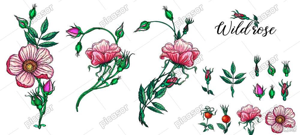 دانلود تصویر دوربری شده گل رز کارتونی با پسوند png دانلود تصویر دوربری شده گل رز کارتونی با پسوند png