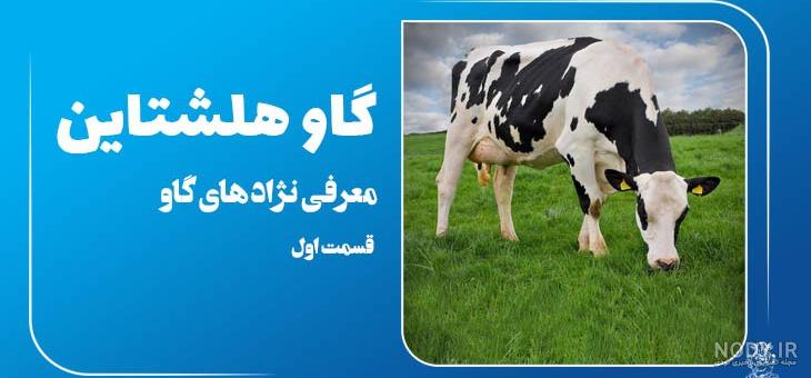 دانلود رایگان تصویر استوک گاو هلندی در چمن زار با کیفیت بالا