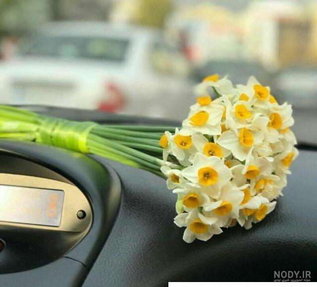 دانلود عکس زیبای گل نرگس