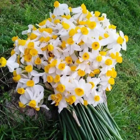 دانلود عکس گل نرگس برای پروفایل