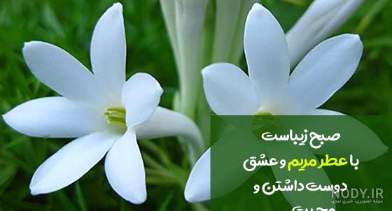 عکس انواع گل مریم - عکس نودی عکس انواع گل مریم - عکس نودی