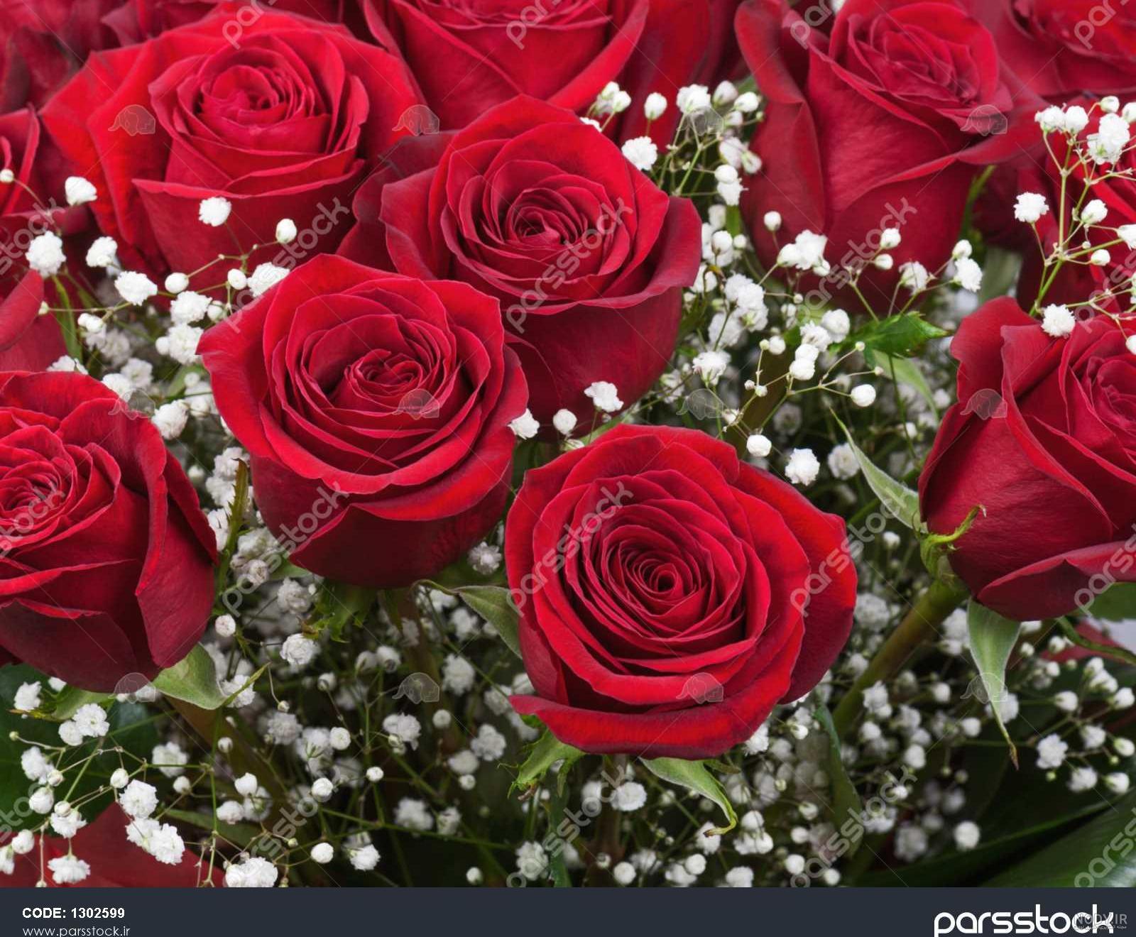 عکس دسته گل رز قرمز عاشقانه عکس دسته گل رز قرمز عاشقانه