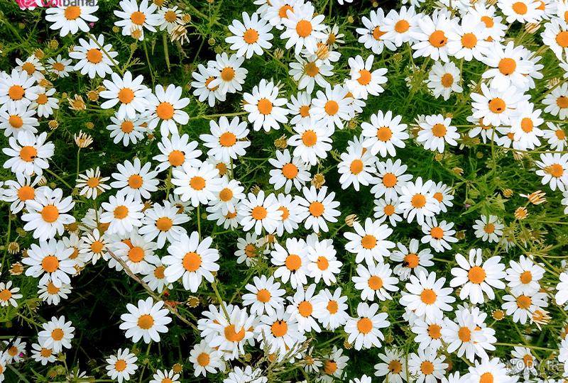 عکس زیبا ترین گل های دنیا
