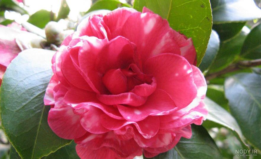 عکس زیباترین گل طبیعی دنیا