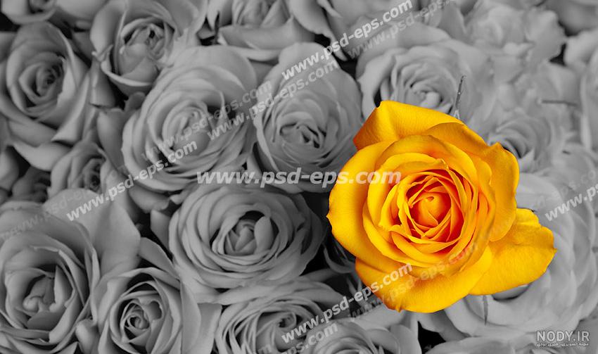 عکس های سیاه و سفید هنری و زیبا