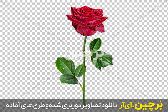 عکس شاخه گل رز قرمز