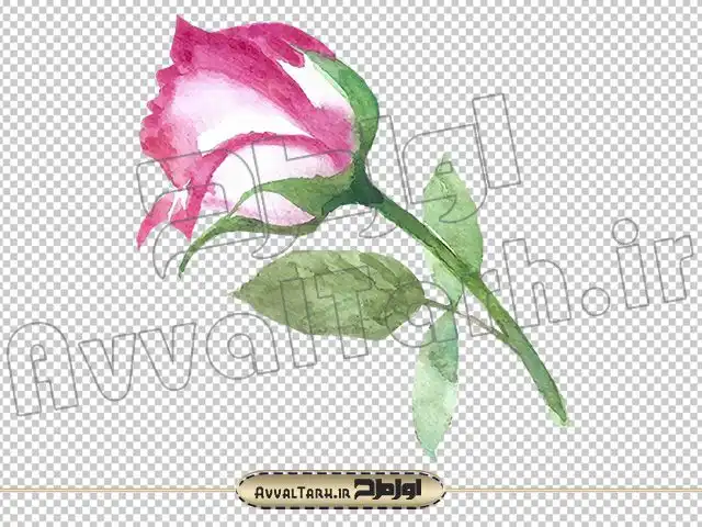 عکس نقاشی غنچه گل رز عکس نقاشی غنچه گل رز
