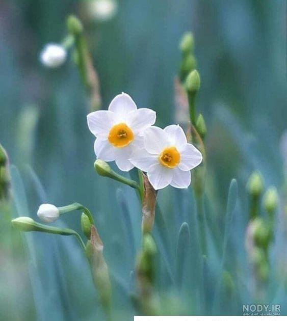 عکس نوشته گل؛ راهی جذاب برای ارسال پیام به دیگران