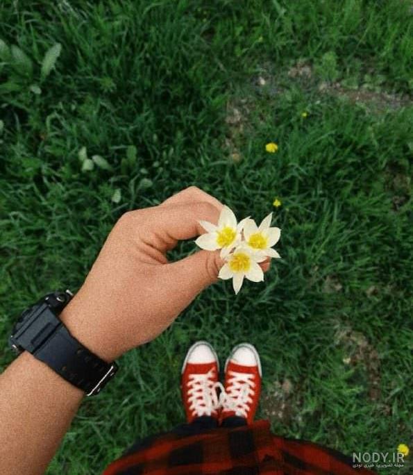 عکس پروفایل گل نرگس زیبا شیرازی و هلندی • مجله تصویر زندگی