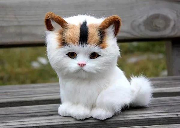 عکس های کیوت گربه 🐾💕 - تستچی عکس های کیوت گربه 🐾💕 - تستچی