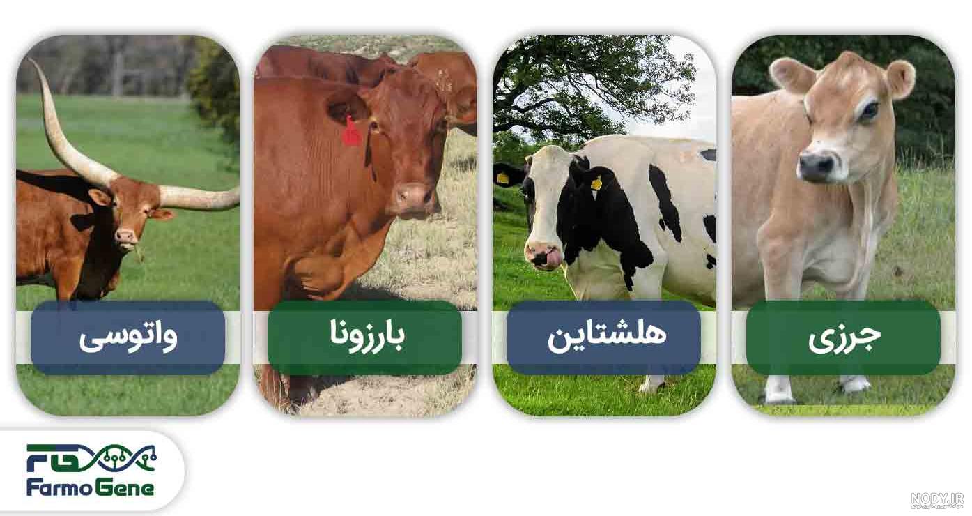 عکس گاو هلندی شیری عکس گاو هلندی شیری