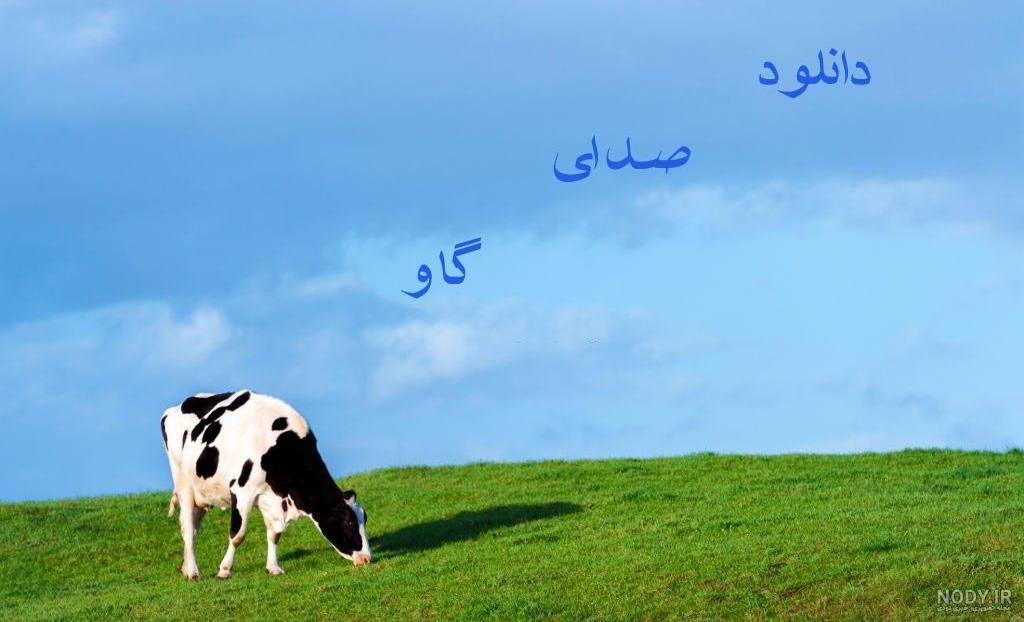 عکس گاو گوشتی هلشتاین - عکس نودی