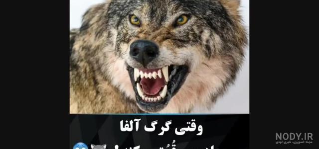 عکس گرگ سیاه چشم قرمز عکس گرگ سیاه چشم قرمز