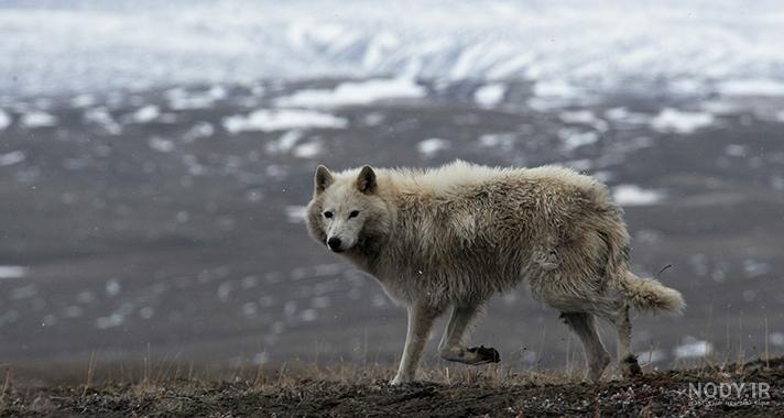 عکس گرگ🐺دانلود بهترین عکسهای گرگ وحشی با کیفیت 4k