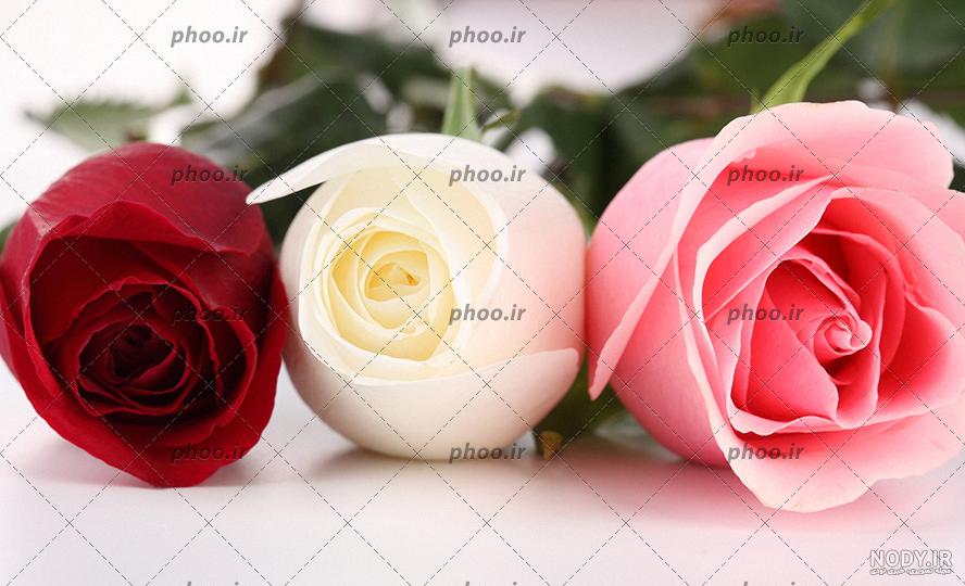 عکس گل رز سفید صورتی