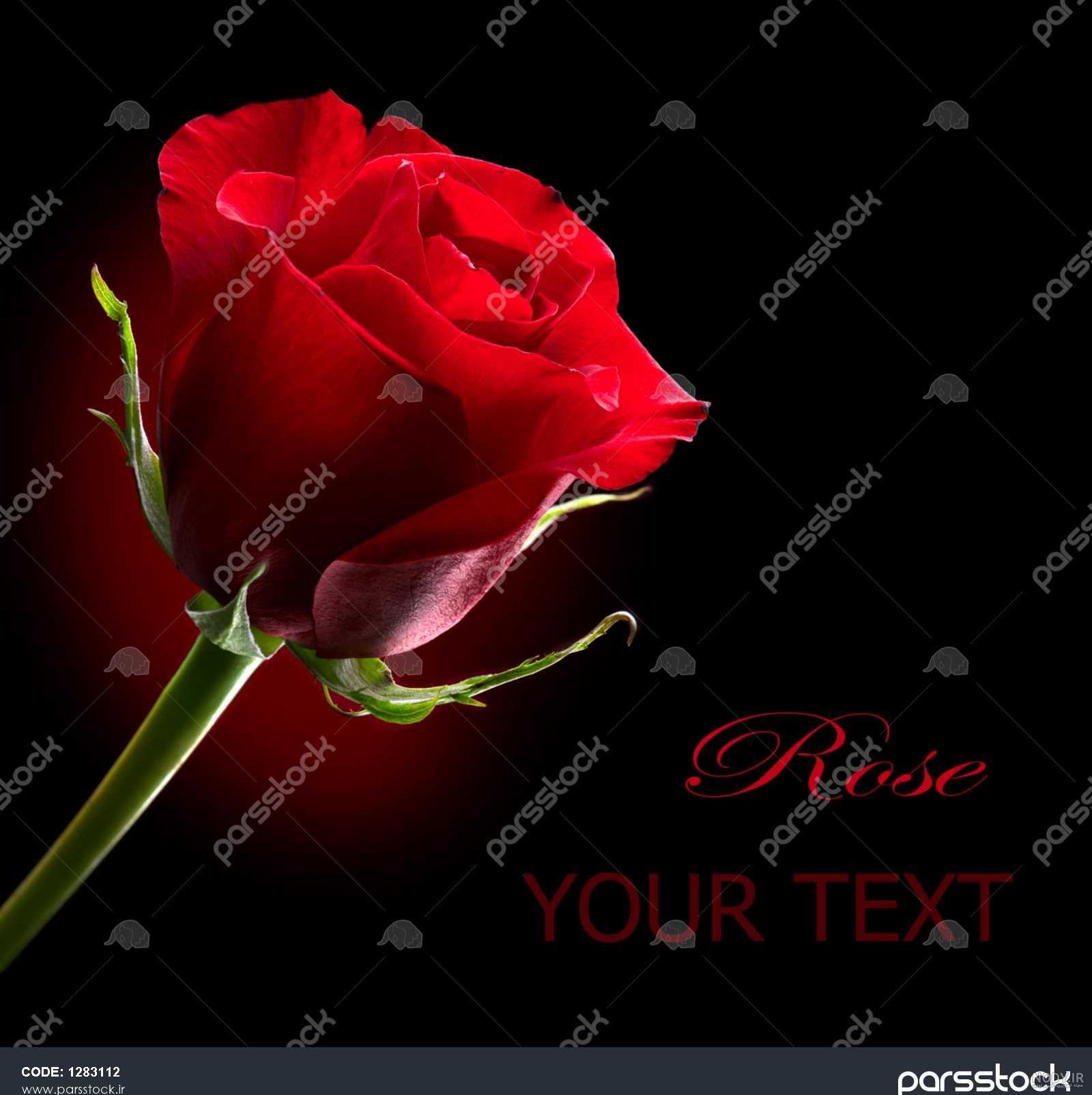 عکس گل رز قرمز عاشقانه + عکس گل رز قرمز با زمینه مشکی عکس گل رز قرمز عاشقانه + عکس گل رز قرمز با زمینه مشکی