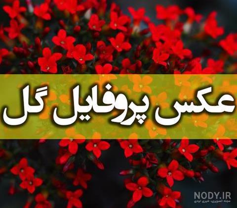 عکس گل مریم عکس گل مریم